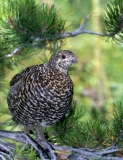 Franklin Spruce Grouse - female - 3