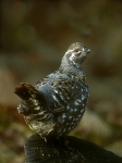 Taiga Spruce Grouse - Yukon, female - 1