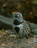 Taiga Spruce Grouse - Yukon, male - 2