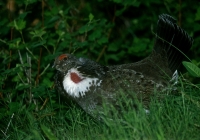 Dusky Grouse - Northern Rockies