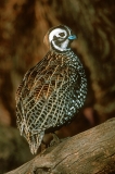 Montezuma Quail - 1