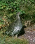 Dusky Grouse - female - 2
