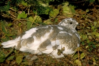 White-tailed Ptarmigan - 1