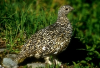 White-tailed Ptarmigan-female-breeding - 2