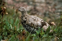 White-tailed Ptarmigan - male - 3jpg