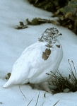 White-tailed Ptarmigan (Oct) - 4
