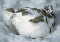White-tailed Ptarmigan (winter) - 5