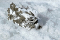 White-tailed Ptarmigan (winter) - 6