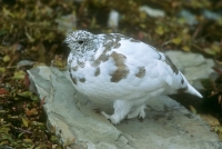 White-tailed Ptarmigan (winter) - 7