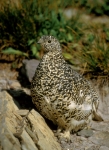 White-tailed Ptarmigan (spring) - 8