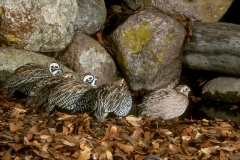 Montezuma Quail - 2