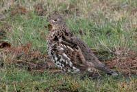 Ruffed Grouse