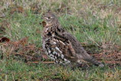 Ruffed Grouse