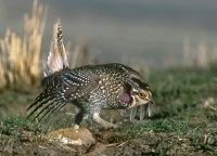 Sharp-tailed Grouse - lek,displaying - 1