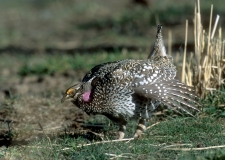 Sharp-tailed Grouse - lek, displaying - 2