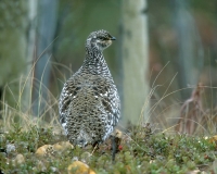 Sharp-tailed Grouse - non-displaying, Yukon