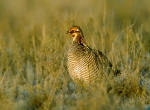 Lesser Prairie Chicken - male - 1