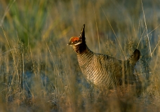 Lesser Prairie Chicken - lek, male displaying - 2