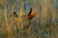 Lesser Prairie Chicken - lek, displaying male - 3