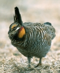 Greater Prairie Chicken - lek, displaying male - 1