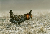Greater Prairie Chicken lek, displaying male - 2
