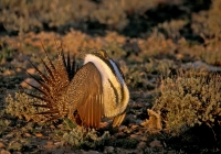 Greater Sage-Grouse - lek, male displaying - 1