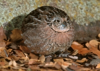 Montezuma Quail Female - 3
