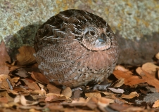Montezuma Quail Female - 3