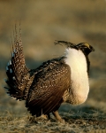 Greater Sage-Grouse - lek, male displaying - 2