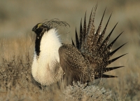 Greater Sage-Grouse - lek, male displaying - 3