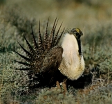 Greater Sage-Grouse - lek, male displaying - 4