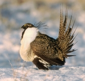 Greater Sage-Grouse - lek, male dispalying - 5