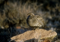 Greater Sage-Grouse - female - 6
