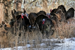 Wild Turkeys - raft - 1