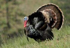 Wild-Turkey - tom - 2