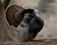 Wild-Turkey - tom - 3