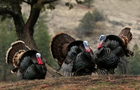 Wild Turkeys - three toms - 4