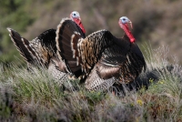 Wild Turkeys - toms - 5