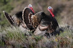 Wild Turkeys - toms - 5
