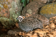 Montezuma Quail - 4