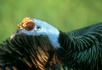 Ocellated Turkey.jpg