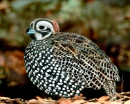 Montezuma Quail - 5