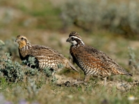Northern Bobwhite - paired - 1