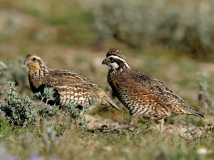 Northern Bobwhite - paired - 1