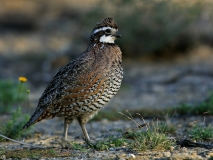 Northern Bobwhite - 2