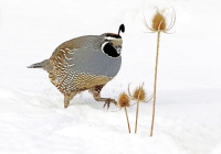 California Quail - 6