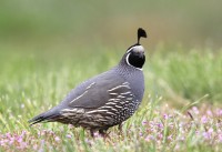 California  Quail - 5