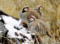 Chukar trio