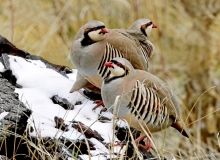 Chukar trio