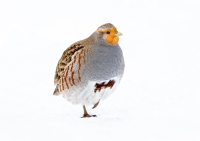 Gray Partridge - 2